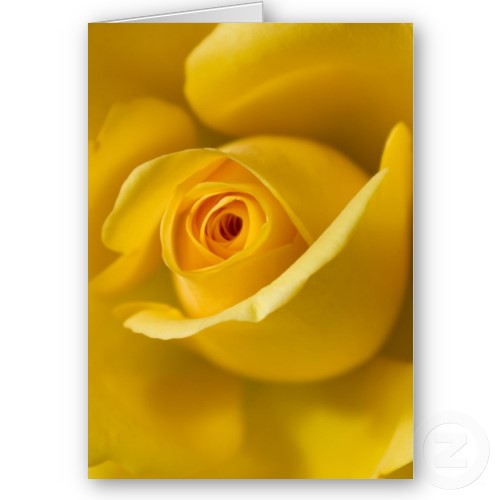 Macro Yellow Rose Card