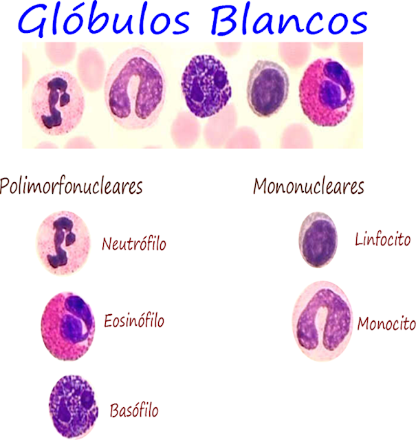 Los glóbulos blancos. En general los leucocitos principales son 5, neutrófilos, eosinófilos, basófilos, linfocitos y monocitos.