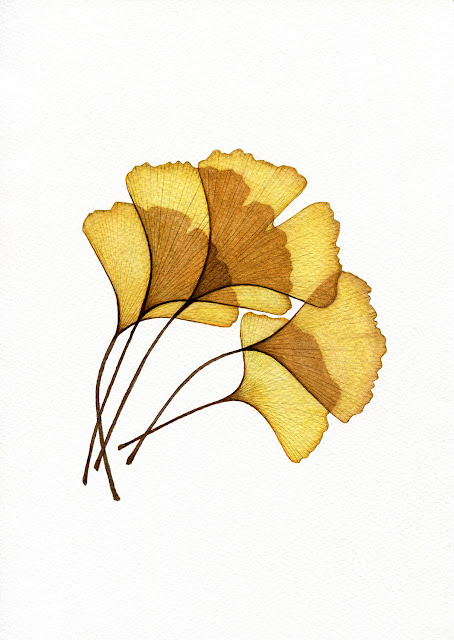 'Ginkgo Leaves (Ochre)' 2021 by Oona Culley, botanical, painting