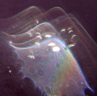 orb veil