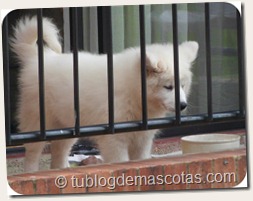 Samoyedo, raza recomenda para apartamentos