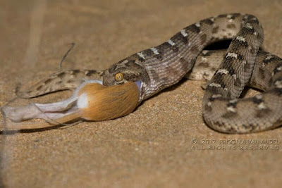 Saw Scaled Viper" One of the most enigmatic of the big four dangerous snakes of India