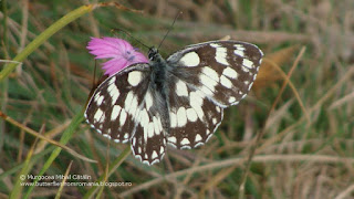 Melanargia galathea male DSC120631