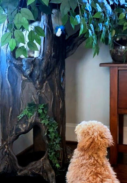 Luxury Cat Trees