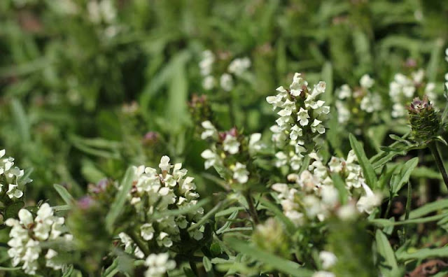 Prunella laciniata Flowers Pictures