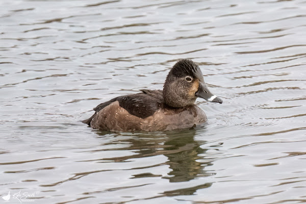 Ring-necked duck