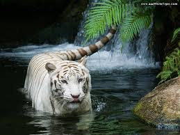 White tiger wallpapers,Baby white tiger pictures