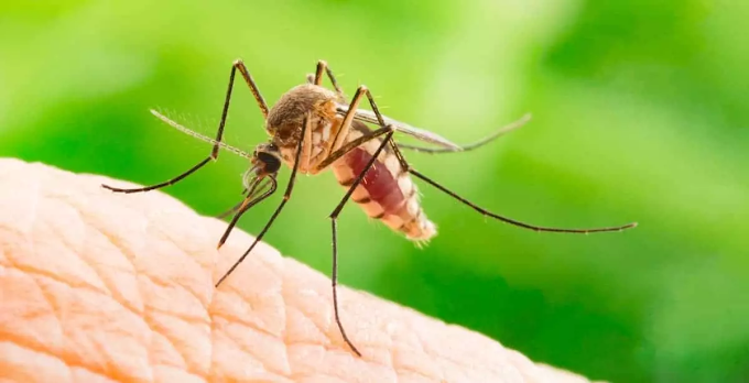 NATURAL WAYS TO GET RID OF MOSQUITOES 