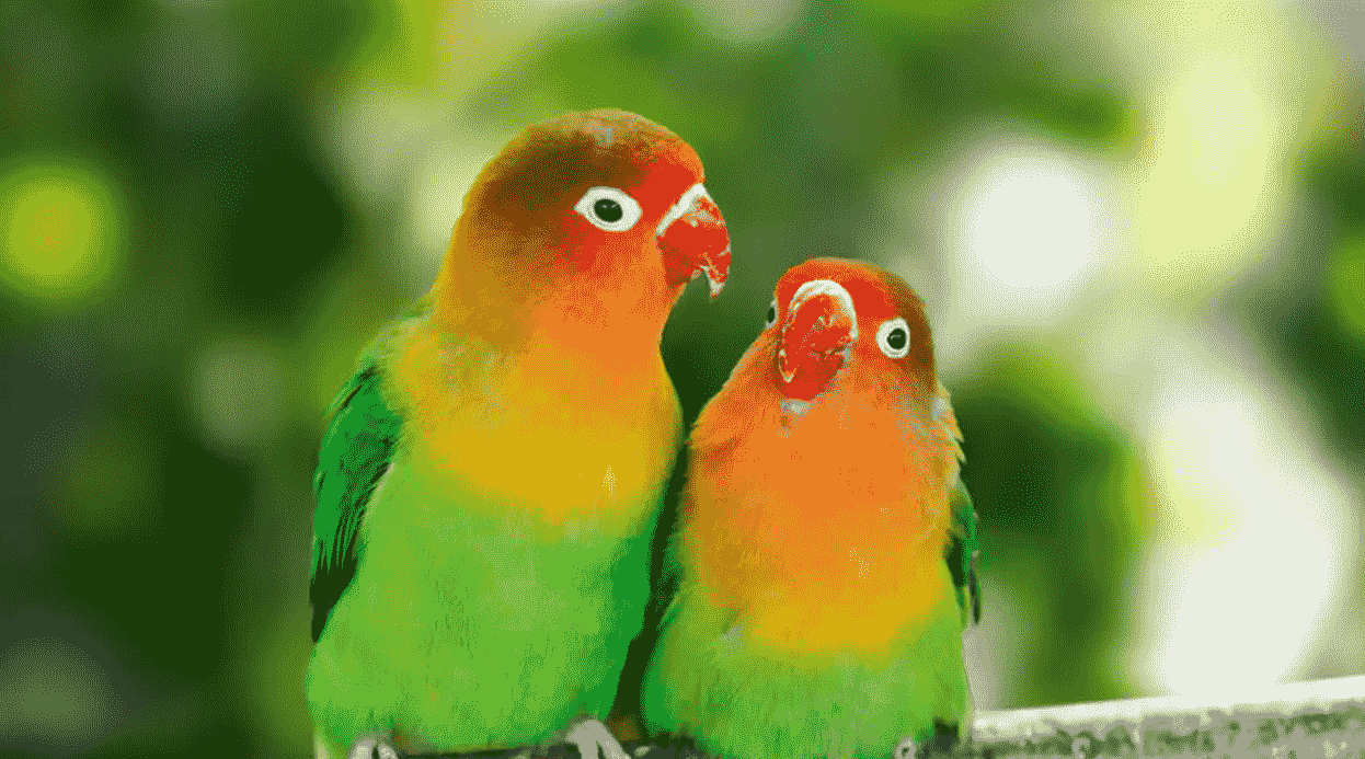 Lovebird berwarna cerah dengan bulu merah, hijau, dan biru yang memikat, serta suara ngekek yang khas