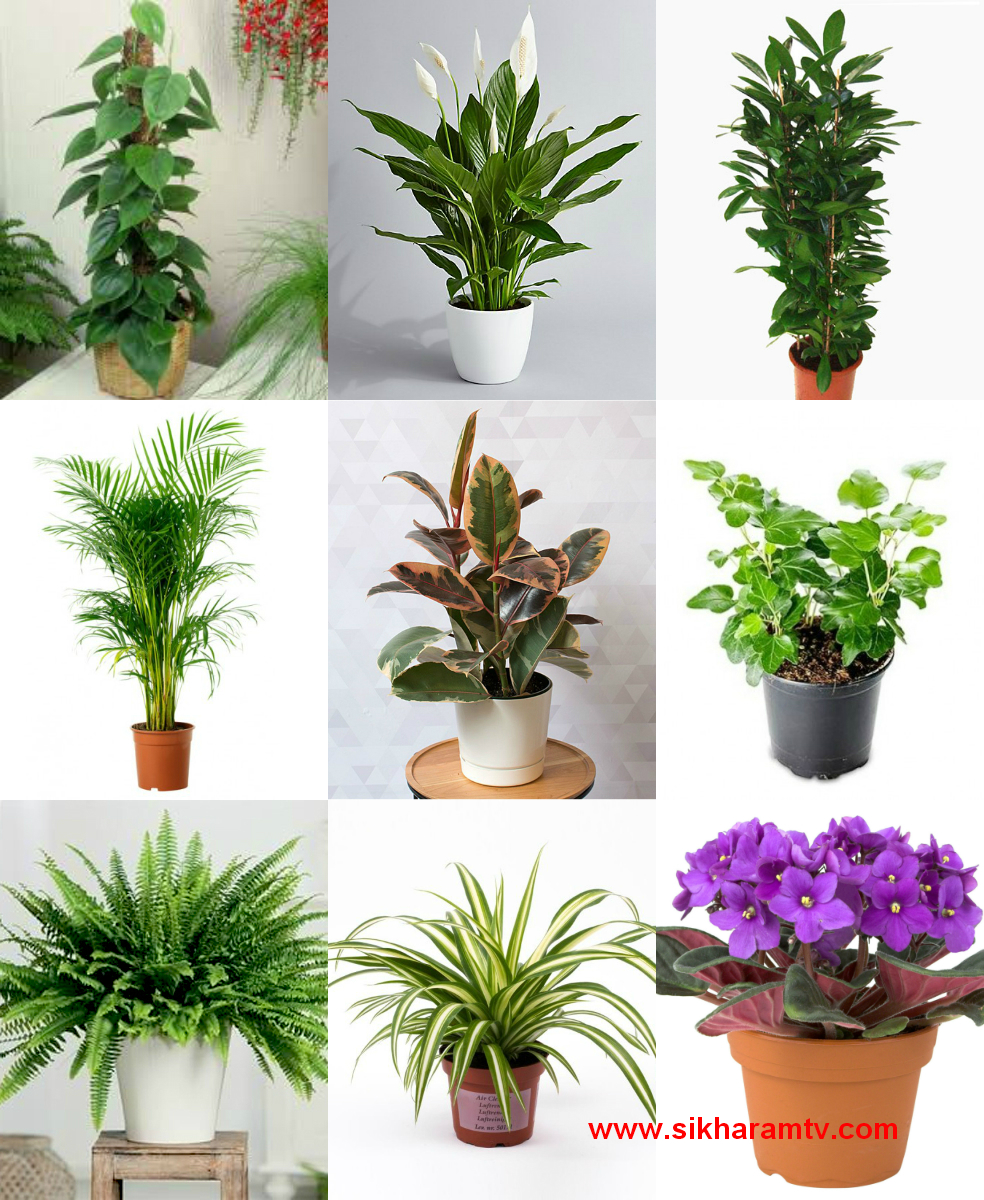 Feng Shui Friendly House Plants