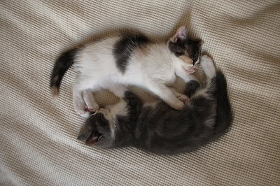 Scottish Fold Brother and Sister Cats Seen On www.coolpicturegallery.us