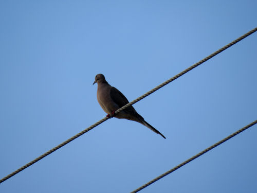 mourning dove