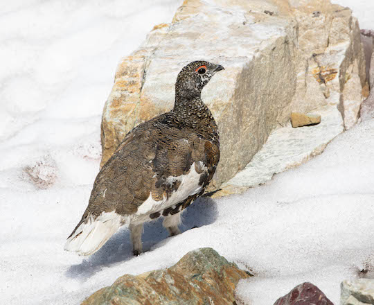 Ptarmigan near Sperry Glacier