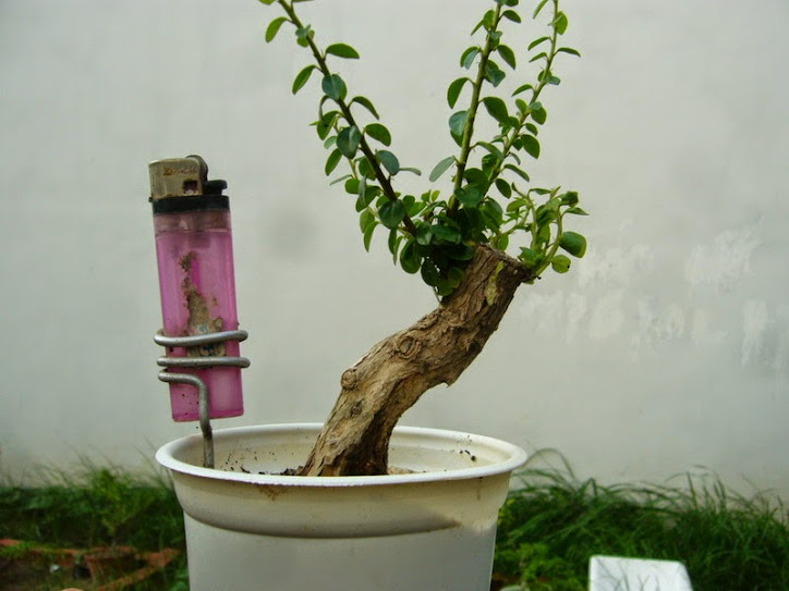 sam núi lắc khéo, dáng bài đế đẹp, chi đúng chỗ - chỉ có 1 cây