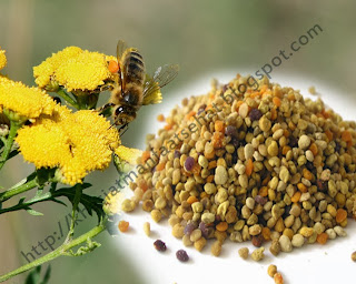 khasiat  manfaat bee pollen