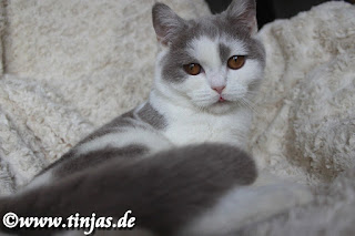 Britisch Kurzhaar Katzenbaby lilac-white 2019 09