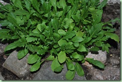 ruccola