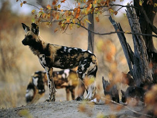 African painted dog and yellow leaves
