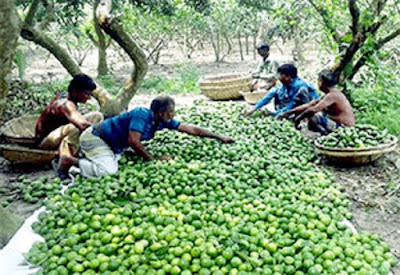 লেবুর গ্রাম বালিয়াখোড়া by রিপন আনসারী