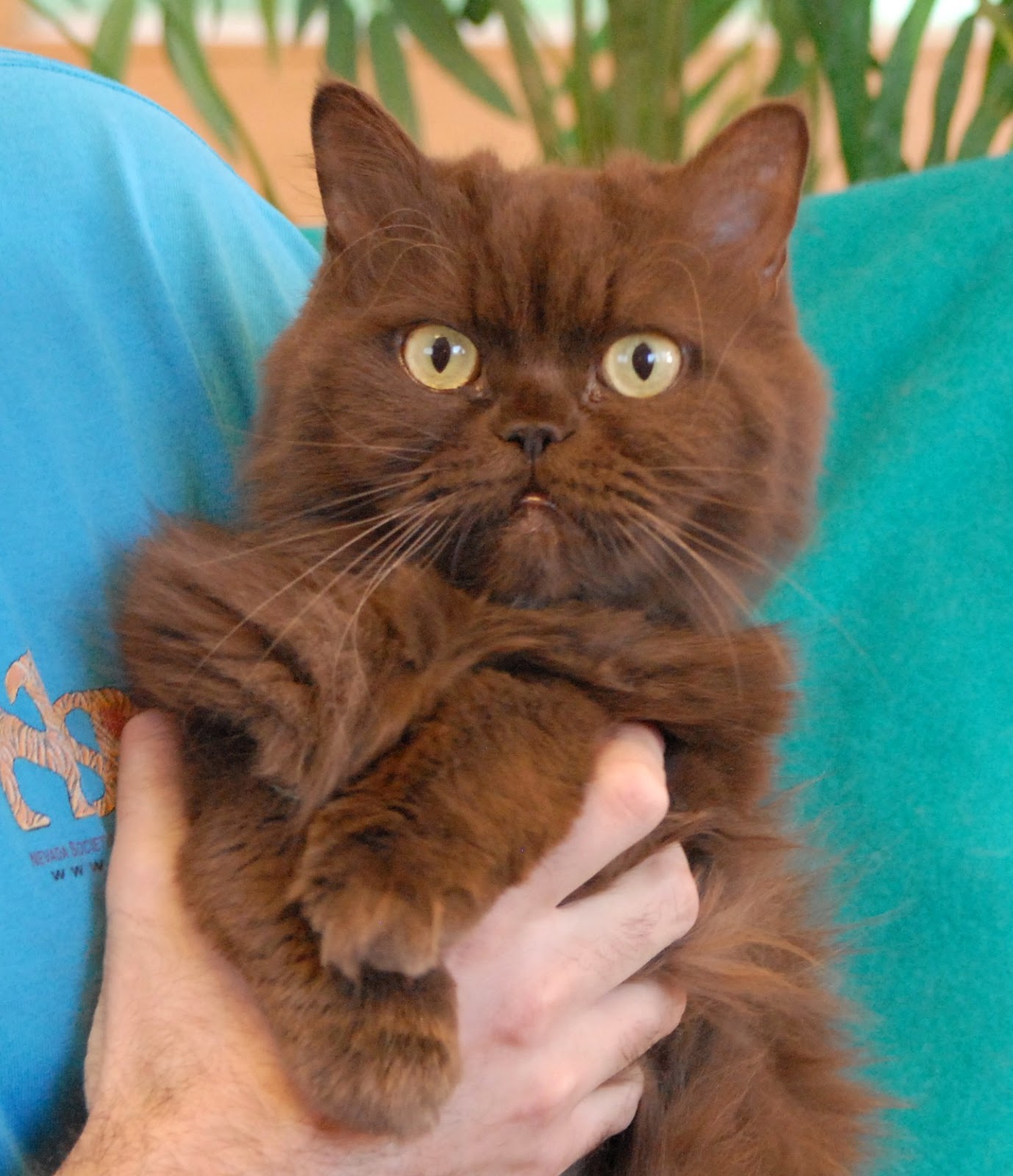 Rhajji a chocolate Persian cat  for adoption  