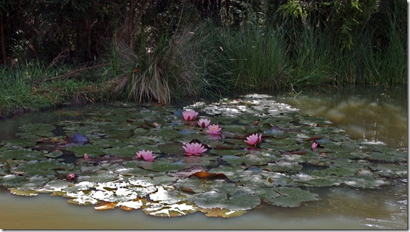 water lilies