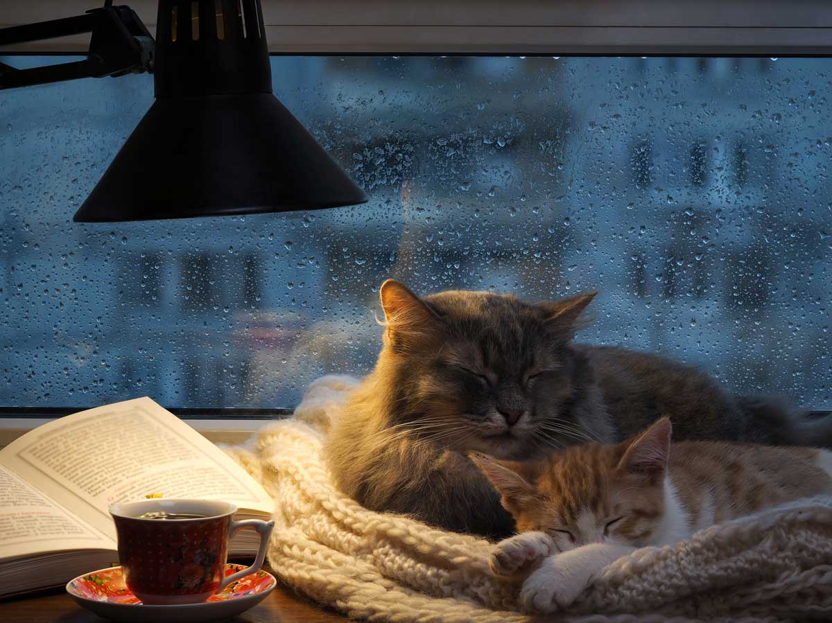 February 2022 - Cats Luv Coffee Book Reviews