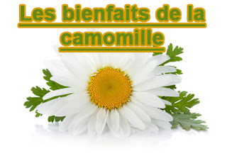 CAMOMILLE REMEDE UNIVERSEL