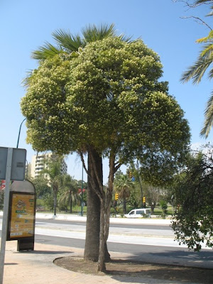 melaleuca tree