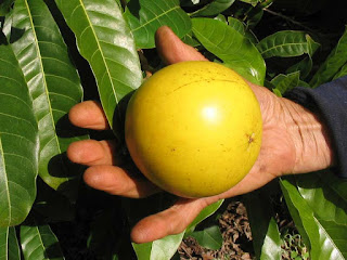 Abiu Fruit Pictures