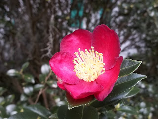 Sasanqua are fall bloomers