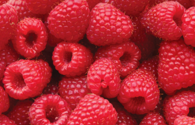 Embracing the Health Benefits of Raspberries
