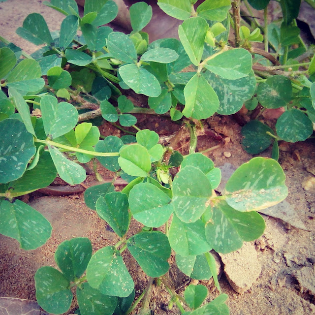 Green Leaves (herb)