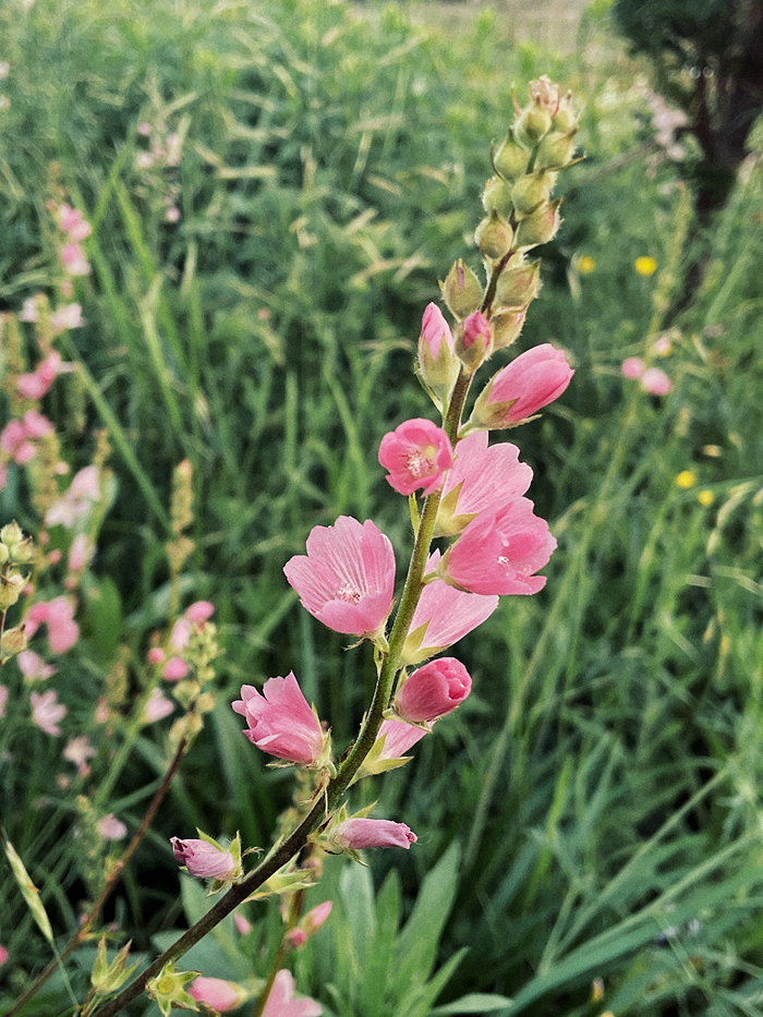 Photograph of Oregon Checkbloom