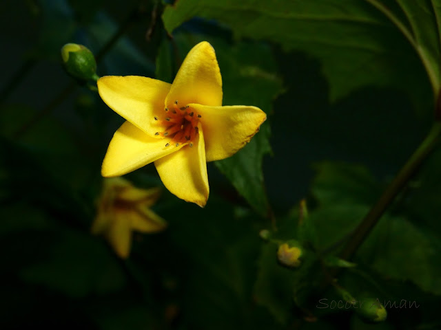 Kirengeshoma palmata