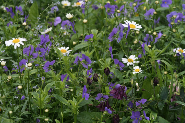 Purple and white.