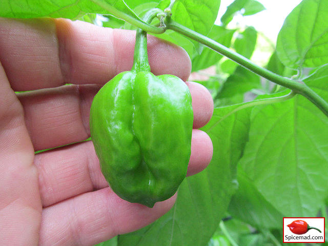 Papa Joe's Scotch Bonnet - 21st August 2022