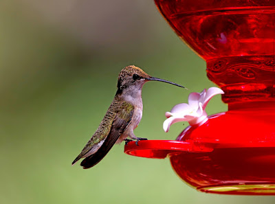 Homemade Hummingbird Food| Myths and Misconceptions