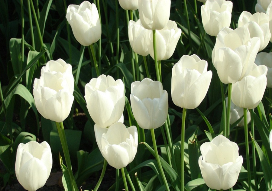 15 Gambar Bunga  Tulip  yang Indah dan Cantik Roman Kamelove