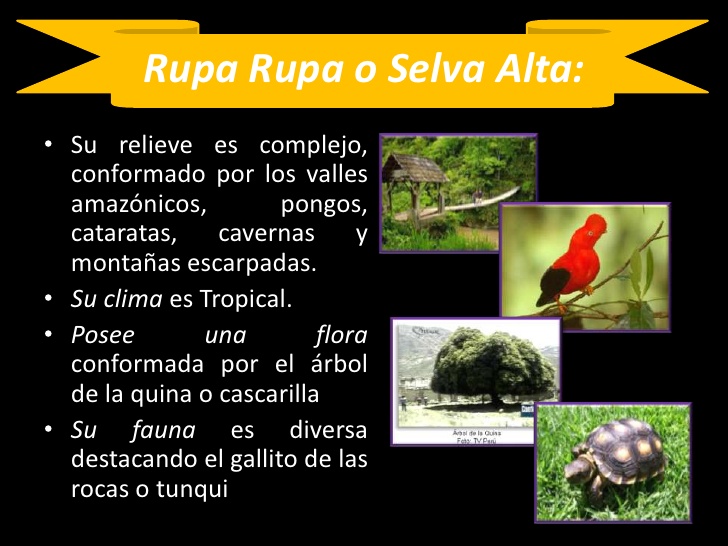 Populer 16+ Rupa Rupa