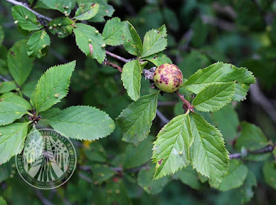 Афлатуния вязолистная / Луизеания вязолистная (Aflatunia ulmifolia, =Louiseania ulmifolia)