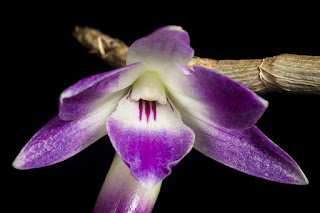 Dendrobium victoriae-reginae