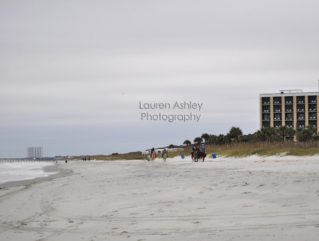 Horses on The Beach