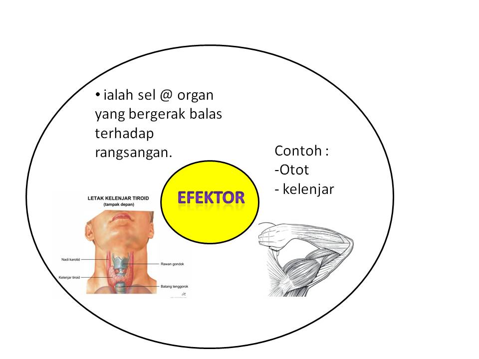 Fizik Tingkatan 4 Bab 2 Soalan Dan Jawapan - Selangor q