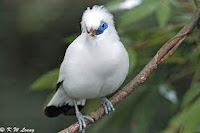 Burung Indonesia Jalak Bali