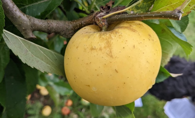 A bright yellow apple hanging from a branch