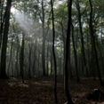 Vis album