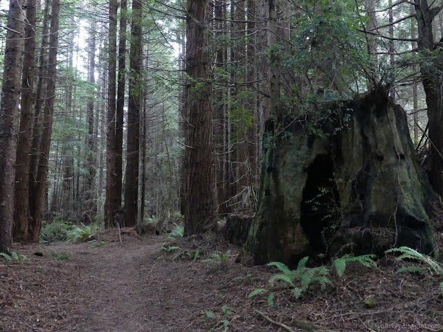 ten foot stump, so pretty big, among 50 year old trees