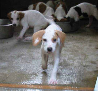 American Foxhound Puppy Picture