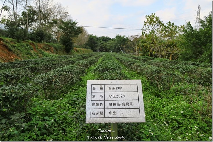 新店 文山農場 (29)