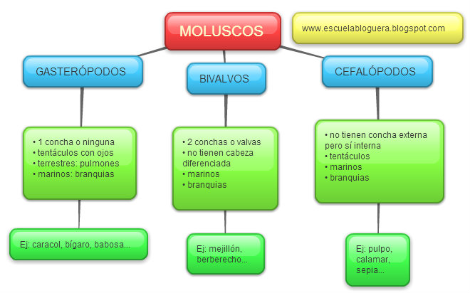 Resultado de imagen de moluscos 4º primaria